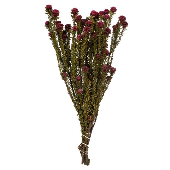 12-18" Merlot Tortum Bundle