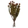 12-18" Red Tortum Bundle