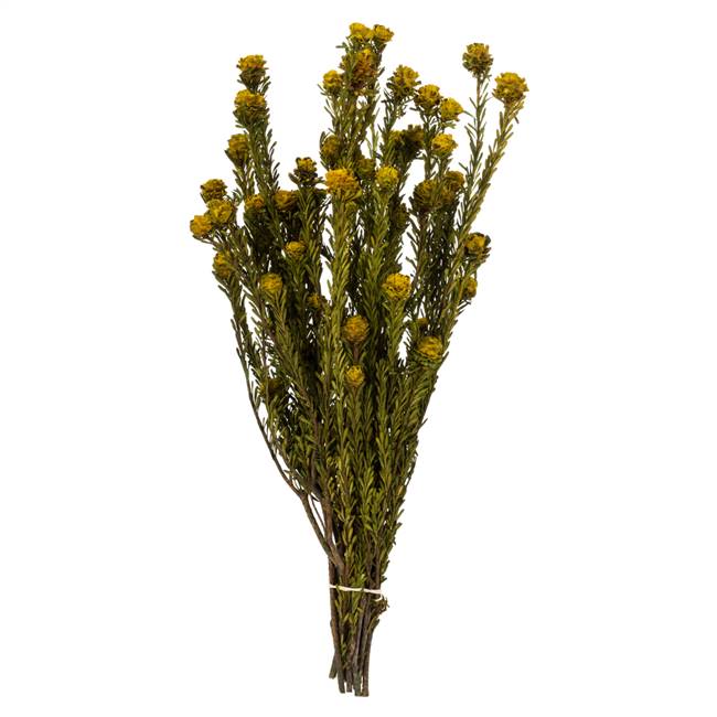 12-18" Yellow Tortum Bundle