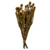 12-18" Autumn Tortum Bundle