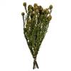 12-18" Natural Green Tortum w/XL Cones