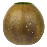 6-7" x 6-8" Basil Bacacuia Gourd