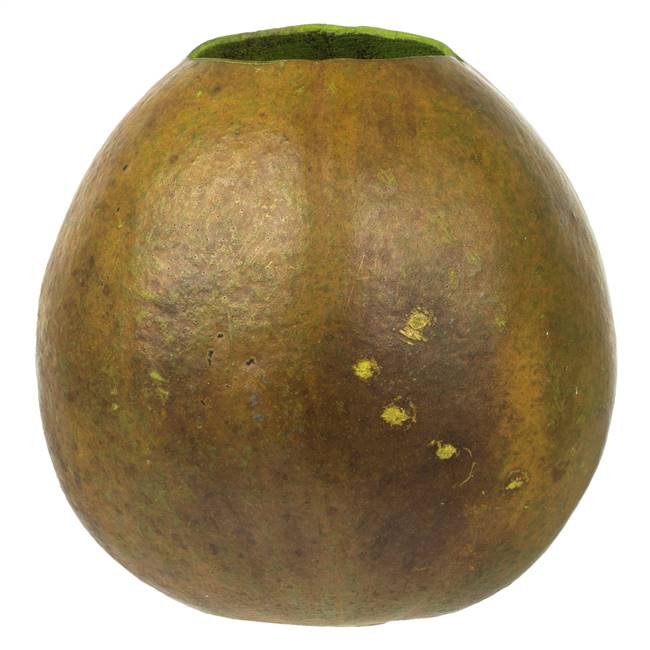 6-7" x 6-8" Basil Bacacuia Gourd