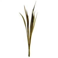 36-40" Basil Bahia Spears - 9/Pk