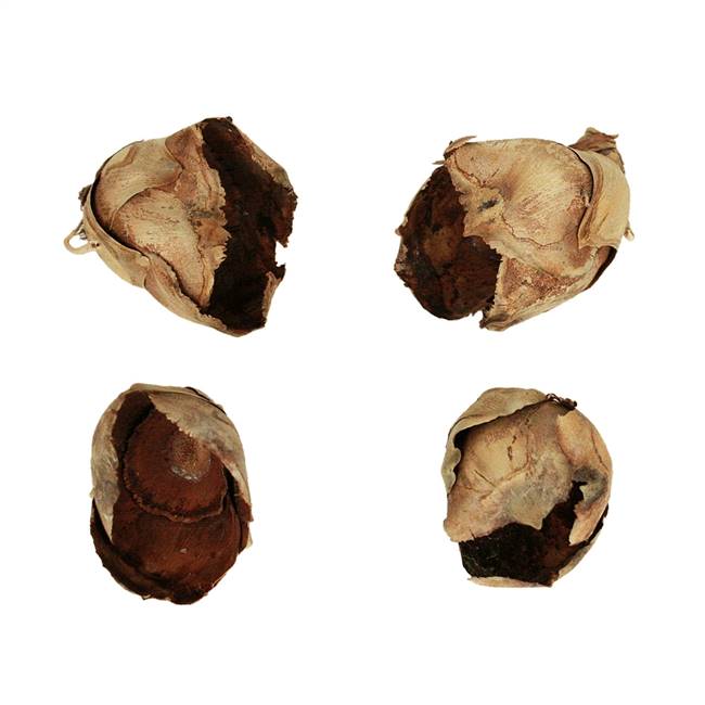 2-3" Natural Cacho Pods - 60/Case