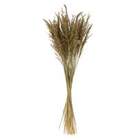 36-40” Natural Congo Grass Bundle
