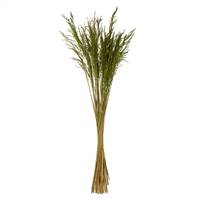 36-40” Green Congo Grass Bundle