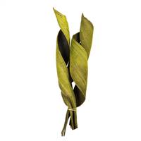 16 - 20" Basil Coco Paddle - Curled 3/pc