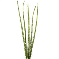 Basil Coco Palm w/Thin Spine Stem 6/Pack