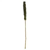 42-46” Basil Cierus Stem