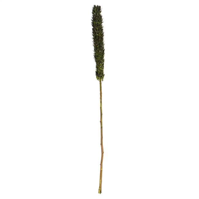 42-46” Basil Cierus Stem