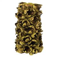 10-12" Basil Giant Seed Pod Segment
