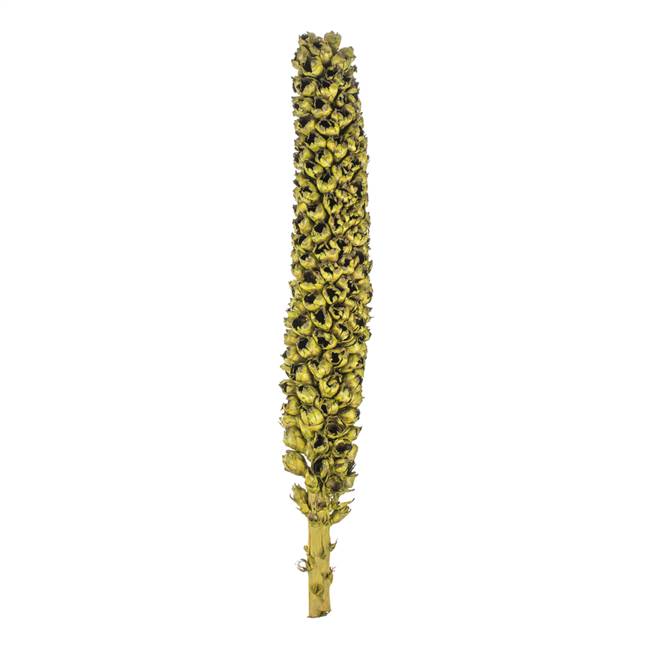50 - 60" Natural Giant Seed Pod - Whole