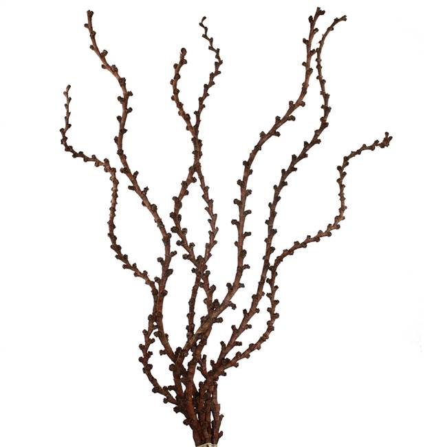 Natural Curled Ladder Branches - 7/Pk