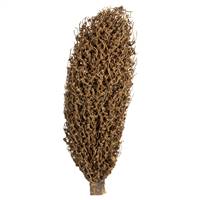 22 x 7" avg Natural Olympia Seed Pod