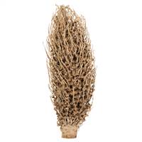 18 x 5" avg Natural Olympia Seed Pod