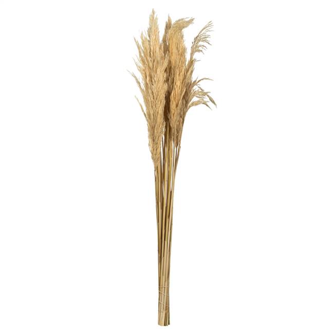 36-40" Bleached Plume Reed bundle