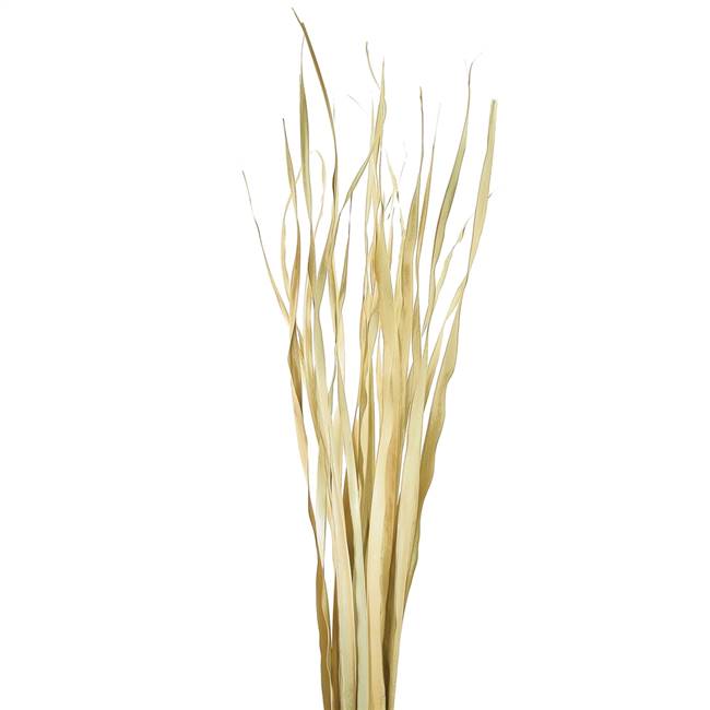 36-40" Natural Rush Grass 7 Oz