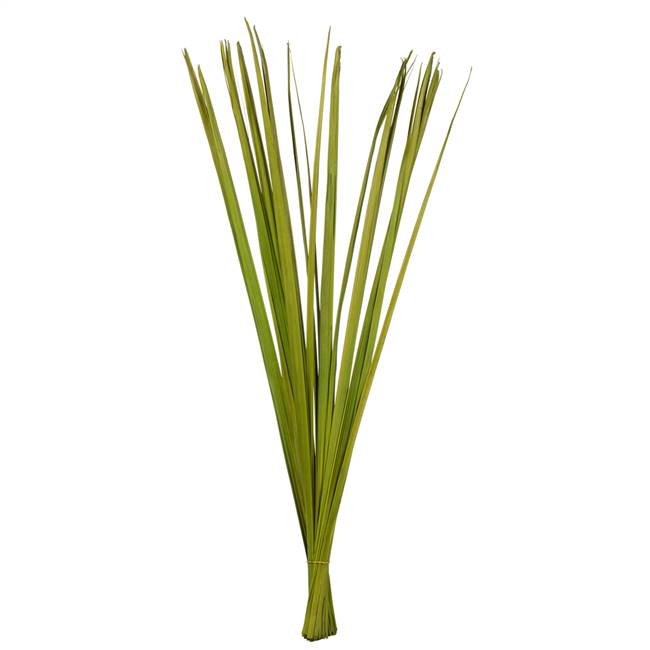 36-40" Basil Sable Grass - 7 oz.
