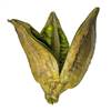 3-4" Basil Sora Pods 25/Bulk Case