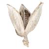 3-4" Bleached Sora Pods 25/Bulk Case