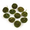 1.5-2" Basil Spiny Disc 15/Pack