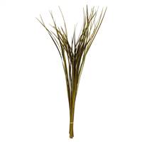 28-36” Basil Splinter Grass - 11 oz.