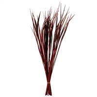 28-36” Red Splinter Grass - 11 oz.