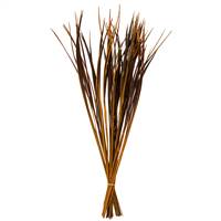 28-36” Aspen Gold Splinter Grass -11 oz.