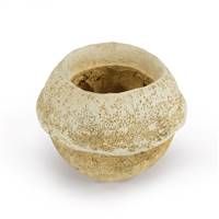 5-7" Bleached Sapa Pod - 1/Pk