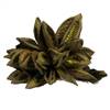 6-11" Basil Star Pod