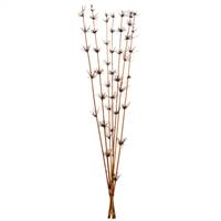 36-40” Brown Star Bamboo Reed Stem