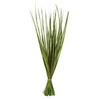 28-32" Basil Wild Flax Grass Bundle -4oz