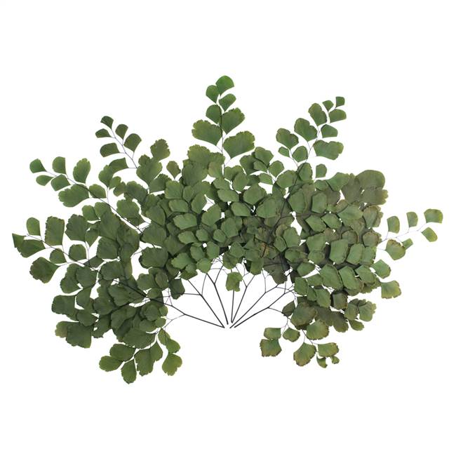 6 - 7" Green Adianthum Fern Stem -  Med