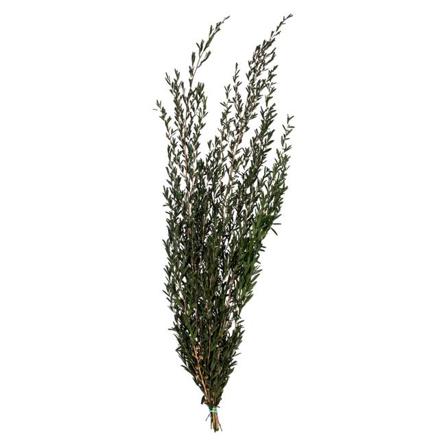 25-36" Green Lepto Longifolia Bundle