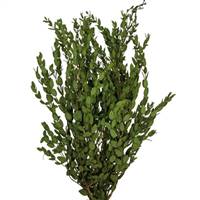 24-32" Green Parvafolia Stem Bundle