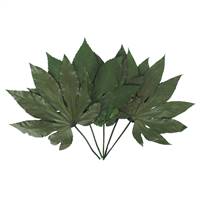 9-10" Green Japonica (Sun Leaf) Bunch
