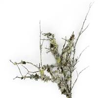 Varies Natural Curly Lichen Branches bul