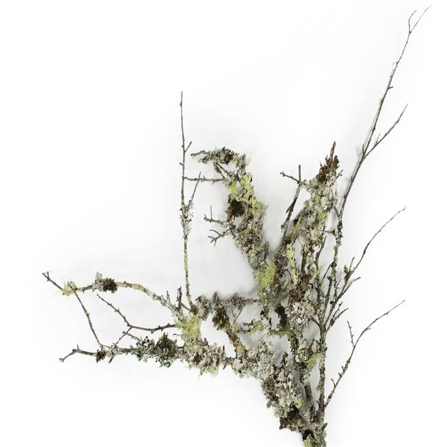 Varies Natural Curly Lichen Branches bul