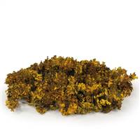 Box Aspen Gold Moss, Curly Lichen bulk
