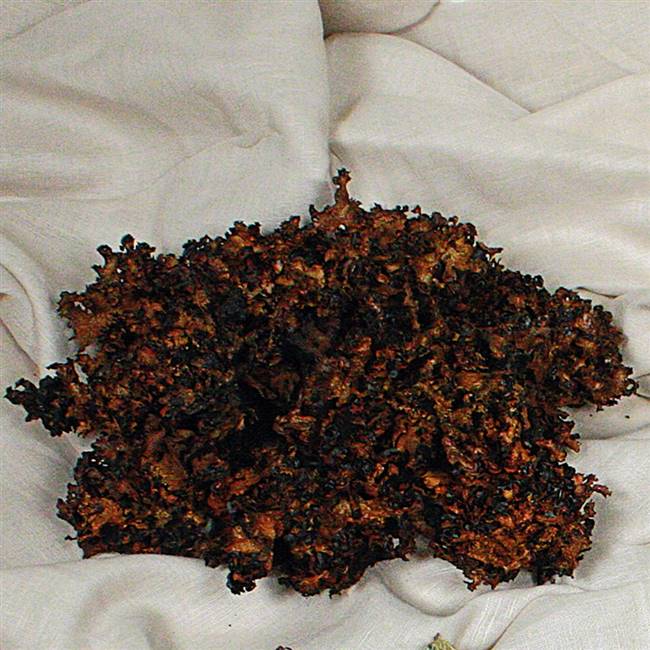 CURLY LICHEN MOSS, BROWN, .75 LB BULK CA
