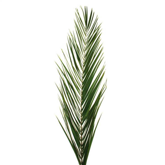 16-24" Grn Phoenix Date Palm Frond 125Bx