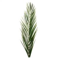 32-38" Grn Phoenix Date Palm Frond 80/PK