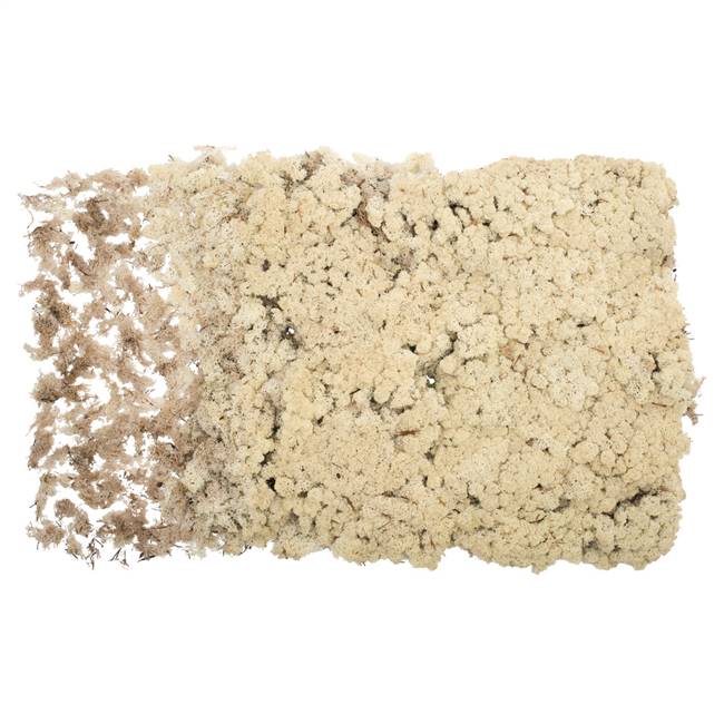 Natural Reindeer Moss - 8.8 lbs/Box