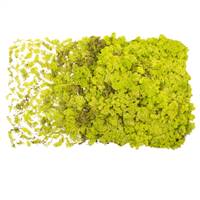 Lime Green Reindeer Moss - 8.8 lbs/Box