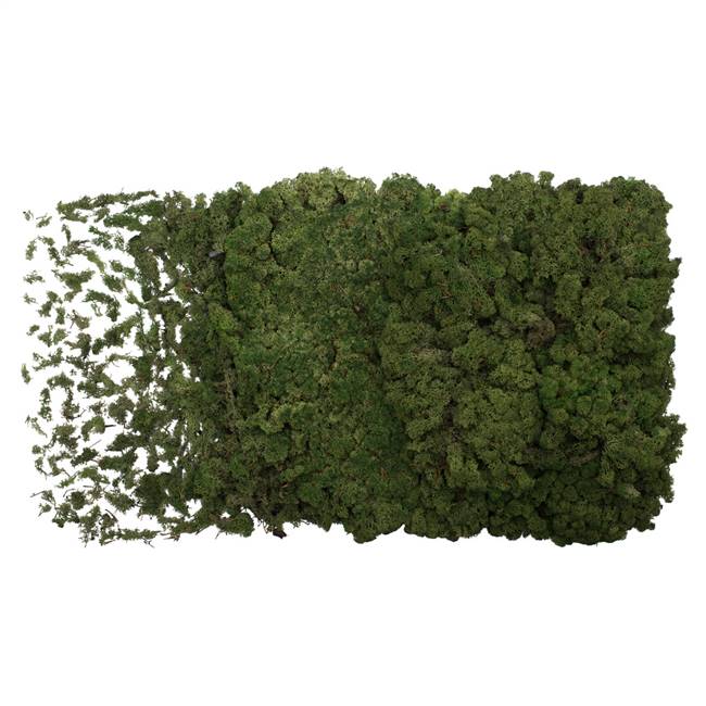 Moss Green Reindeer Moss - 8.8 lbs/Box