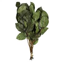 16-22" Premium Basil Salal Foliage - 4oz