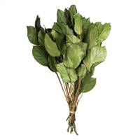 16-22" Premium Spring Green Salal - 4 oz