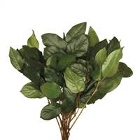 16-22" Premium Basil Salal Bulk 8Lbs