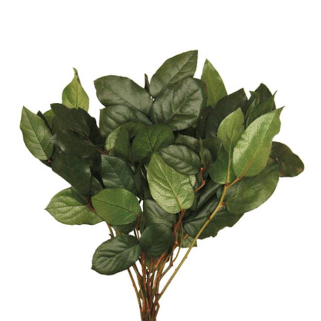 16-22" Premium Basil Salal Bulk 8Lbs